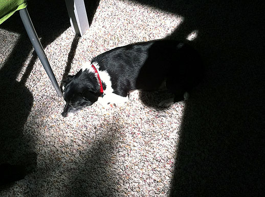 Morning dogs 003.JPG